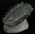Super Spiny Drotops Armatus Trilobite - #5614-6